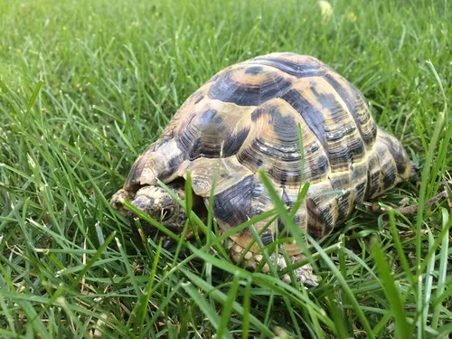 Greek Tortoise