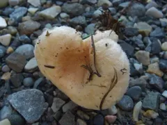 Woolly Milkcap thumbnail 4