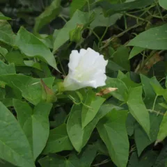 hedge bindweed thumbnail 4