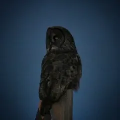 Great Gray Owl thumbnail 3