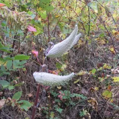 common milkweed thumbnail 4