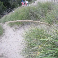 American marram grass thumbnail 2