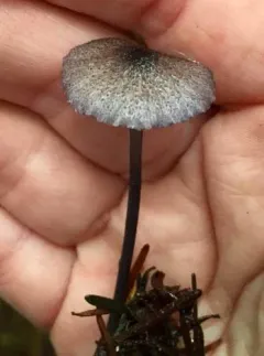 Entoloma decolorans thumbnail 4