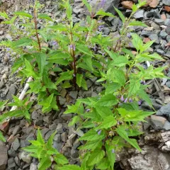 side-flowering skullcap thumbnail 4