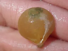 California Lampshell thumbnail 3