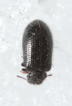 Laricobius nigrinus thumbnail 2
