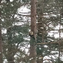 American Marten thumbnail 3