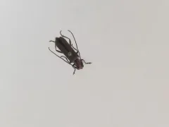 Thorn-limb Borer thumbnail 3