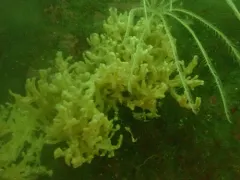 Iophon lamella thumbnail 2