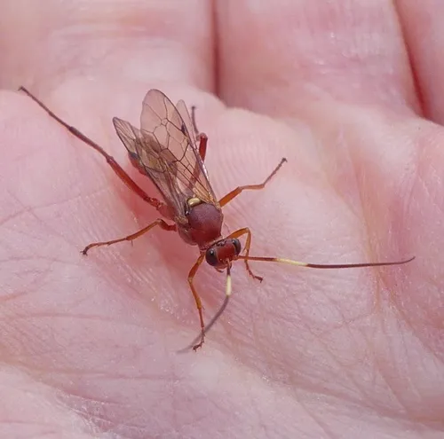 Hoplismenus rutilus