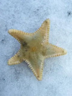 Cookie-cutter Sea Star thumbnail 2