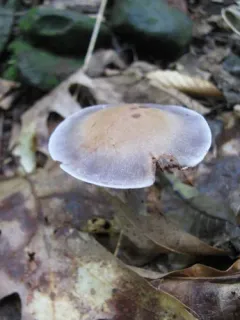 Cortinarius argenteopileatus thumbnail 3