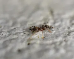 Black Garden Ant thumbnail 4