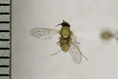 Poecilognathus sulphureus thumbnail 4