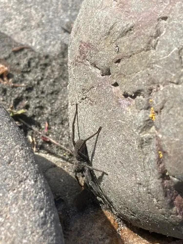 Lowrie's Thin-legged Wolf Spider