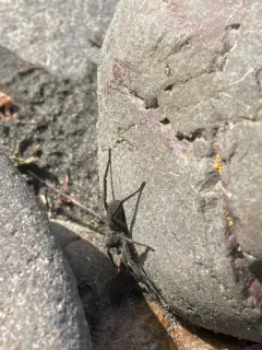 Lowrie's Thin-legged Wolf Spider thumbnail 1