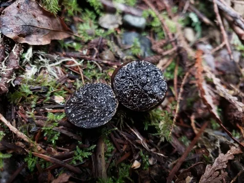 Melanogaster tuberiformis