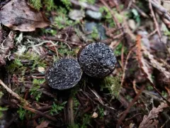 Melanogaster tuberiformis thumbnail 1