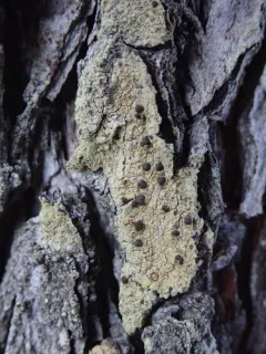 Sulphured Crimson Dot Lichen thumbnail 2