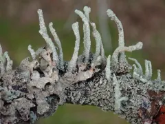 Shaded Cladonia thumbnail 2