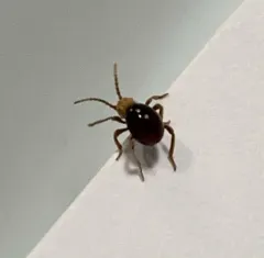 Shiny Spider Beetle thumbnail 2