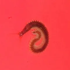 Platynereis bicanaliculata thumbnail 1