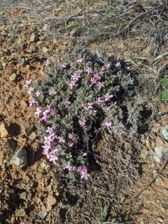 Yreka phlox thumbnail 4