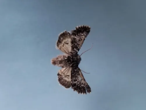 Lasionycta illima