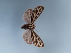 Labrador Tiger Moth thumbnail 3