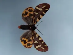 Lapland Tiger Moth thumbnail 2
