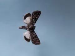 Sympistis heliophila thumbnail 4