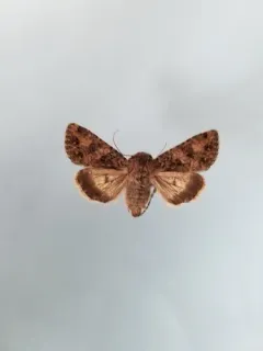 Anarta oregonica thumbnail 3