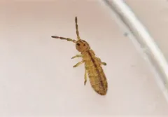 Isotomurus tricolor thumbnail 1