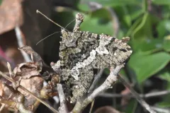 Hydriomena albifasciata thumbnail 1