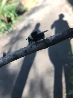 Variable Bumble Fly thumbnail 3