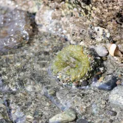 Moonglow Anemone thumbnail 1