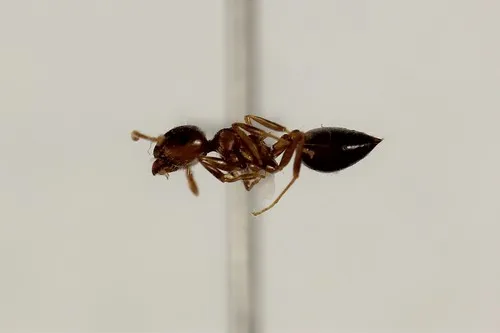 Crematogaster coarctata