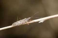 Western Damsel Bug thumbnail 2