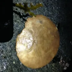 Eccentric Sand Dollar thumbnail 2
