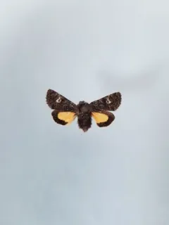 Small Dark Yellow Underwing thumbnail 2