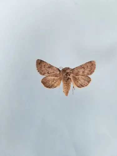 Lasionycta promulsa