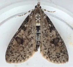 Palpita aenescentalis thumbnail 4
