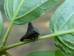 Palonica pyramidata thumbnail 4
