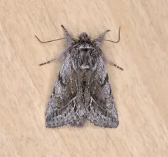 Pleromelloida bonuscula thumbnail 2