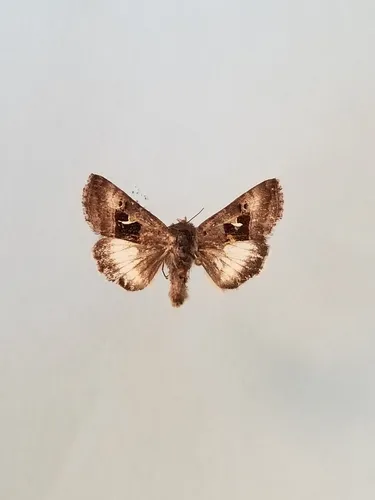Syngrapha parilis