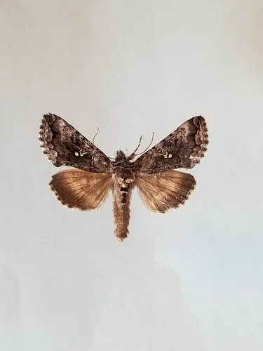 Scarce Silver Υ Moth