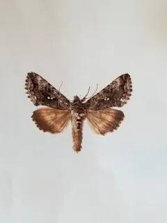 Scarce Silver Υ Moth thumbnail 1