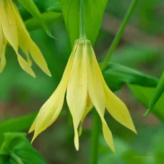 largeflower bellwort thumbnail 5