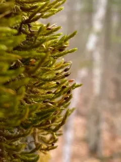 Leucodon brachypus thumbnail 4