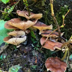 Honey Mushroom thumbnail 2